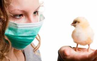 Какими симптомами проявляется птичий грипп и передаётся ли эта инфекция людям