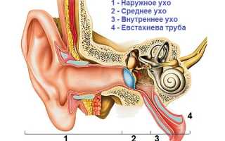 Почему заложило ухо при насморке и что делать, чтобы вернуть слух?