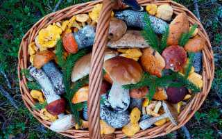 Можно ли есть грибы при повышенном холестерине? Лечебным свойствам вешенки