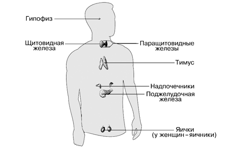 Строение эндокринной системы человека Строение эндокринной системы человека