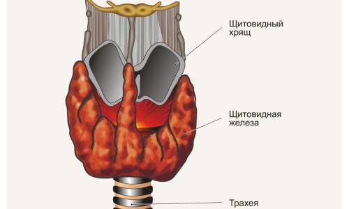 Расположение щитовидной железы Расположение щитовидной железы