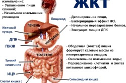 Строение ЖКТ Строение ЖКТ