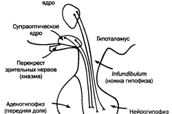 Строение гипофиза Строение гипофиза