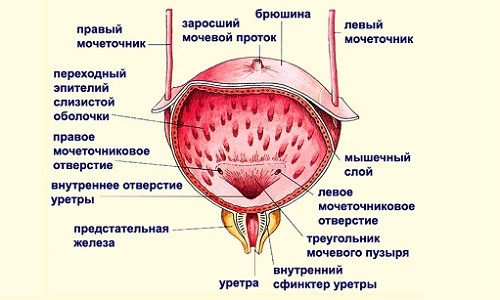 Строение мочевого пузыря Строение мочевого пузыря