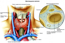 Щитовидная железа Щитовидная железа